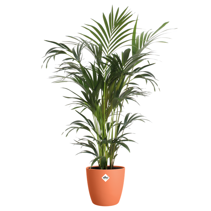 brussels rund 18cm mild terra